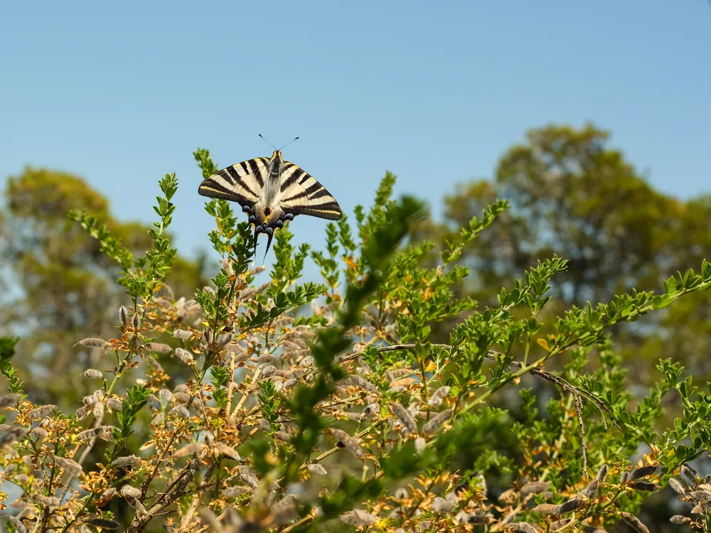 Butterfly